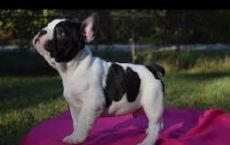 Puii Bulldog francez gata pentru adopție
