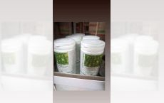 Capsule Lecitina Sotgel
