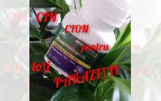 Capsule Cin Cion