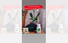 Capsule Ani Sheni+Centura cervicala cu turmalina