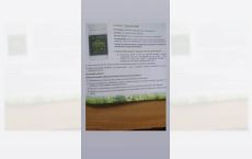 Capsule Lecitina