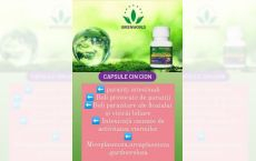 Capsule Cin Cion